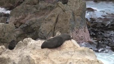 Yeni Zelanda 'da Mühürler