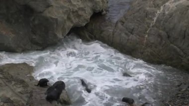 Yeni Zelanda 'da Mühürler