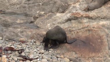 Yeni Zelanda 'da dokumayı mühürle