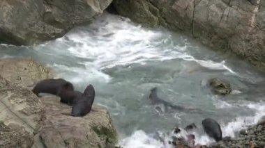 Yeni Zelanda 'da Mühürler