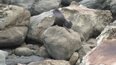 Yeni Zelanda 'da Mühürler