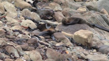 Yeni Zelanda 'da Mühürler
