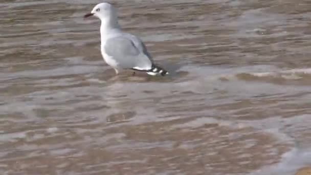 Gull Beach Golden Bay Nieuw Zeeland — Stockvideo