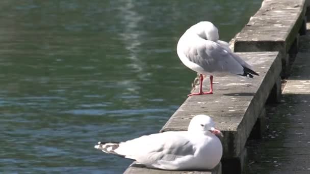 Gulls Κοντά Στο Λιμάνι Στο Golden Bay Νέα Ζηλανδία — Αρχείο Βίντεο