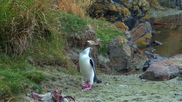 Guløjet Pingvin New Zealand – Stock-video