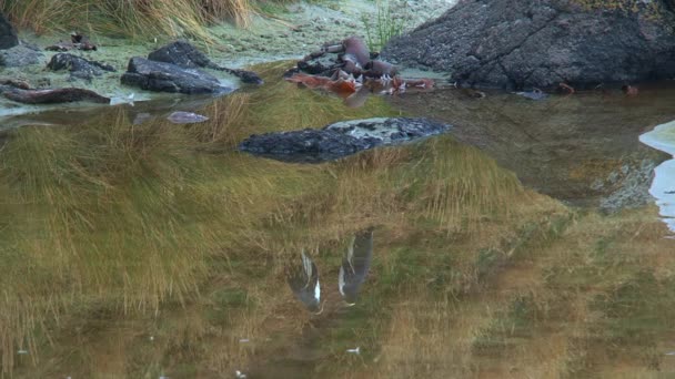 Yellow Eyed Penguin New Zealand — Stock Video