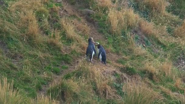 Gulögd Pingvin Nya Zeeland — Stockvideo