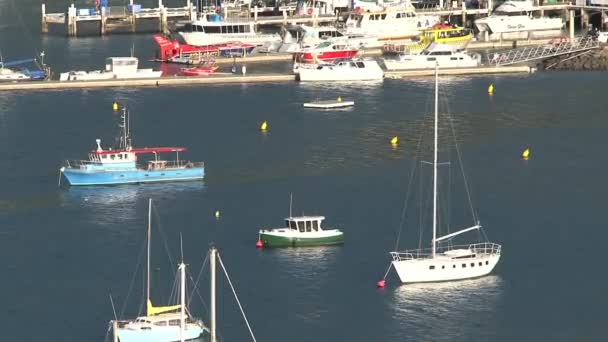 Εστίαση Στο Λιμάνι Του Picton Νέα Ζηλανδία — Αρχείο Βίντεο