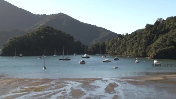 Bay Boats Picton Area New Zealand — Stock Video