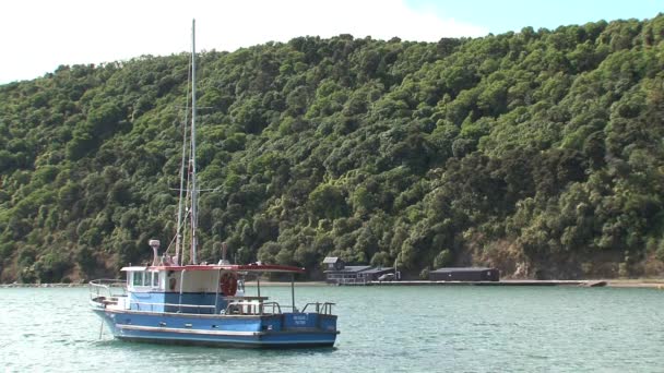 Boat Picton Area New Zealand — Stock Video