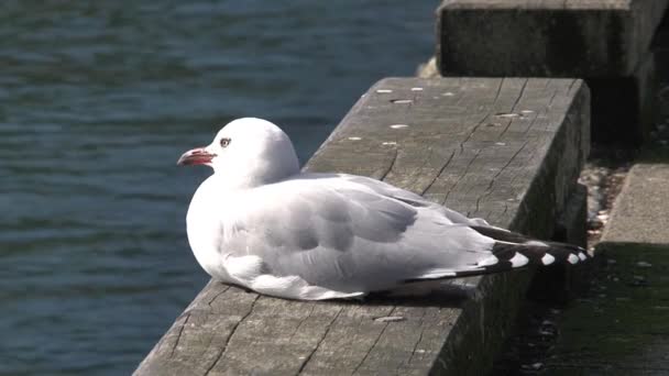 纽西兰皮克顿一个码头上的海鸥 — 图库视频影像