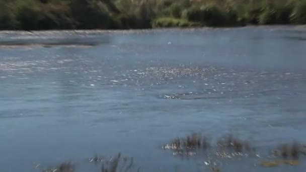 Der Pupu See Entspringt Der Westküste Neuseelands — Stockvideo