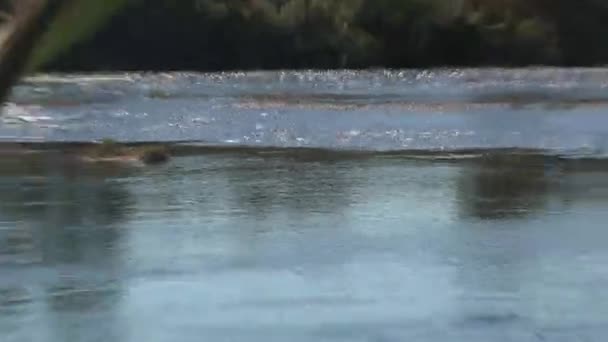 Der Pupu See Entspringt Der Westküste Neuseelands — Stockvideo