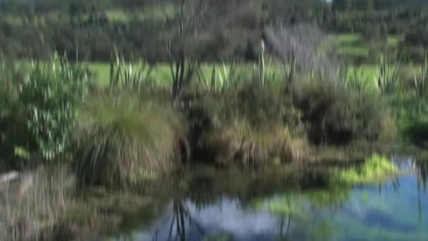 Jezero Pupu Pramení Západním Pobřeží Nový Zéland — Stock video