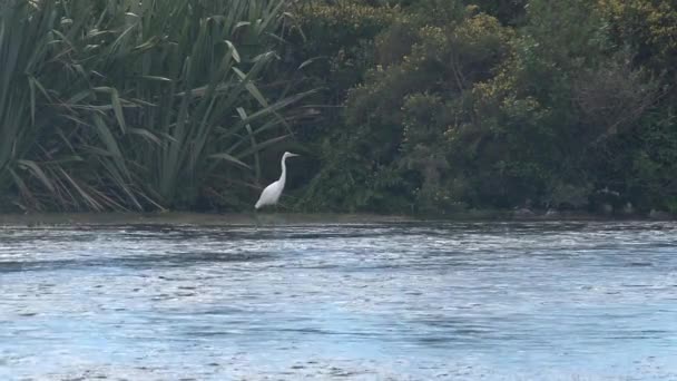 Sjön Pupu Fjädrar Vid Västkusten Nya Zeeland — Stockvideo