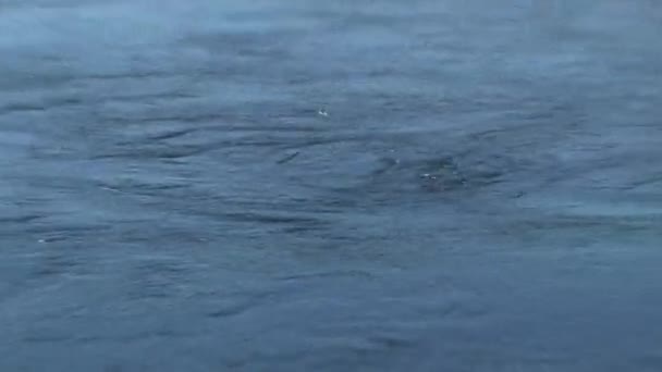 Der Pupu See Entspringt Der Westküste Neuseelands — Stockvideo