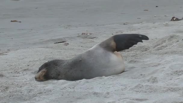 Zeehonden Nieuw Zeeland — Stockvideo