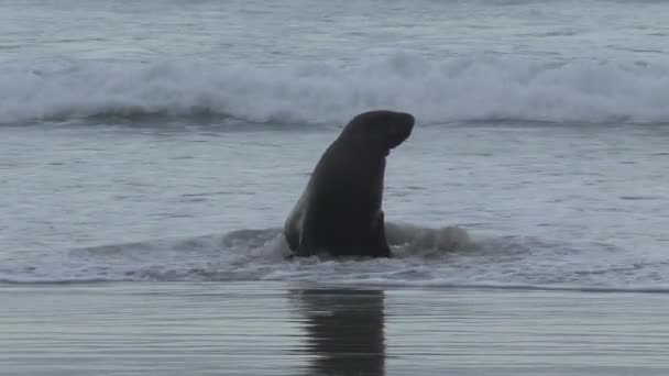 Zeehonden Nieuw Zeeland — Stockvideo