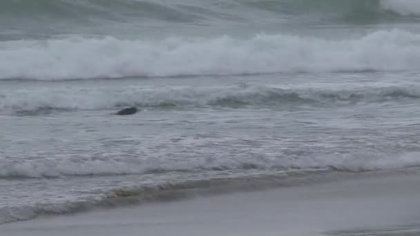 Förseglingar Nya Zeeland — Stockvideo