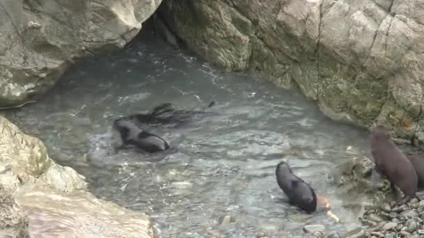 Förseglingar Nya Zeeland — Stockvideo