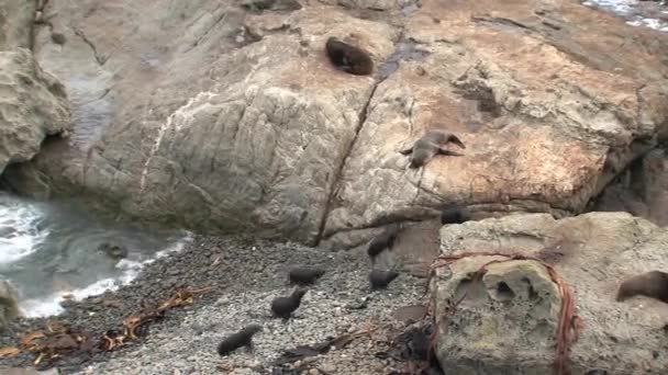 Zeehonden Nieuw Zeeland — Stockvideo