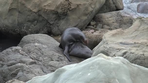 Zeehonden Nieuw Zeeland — Stockvideo