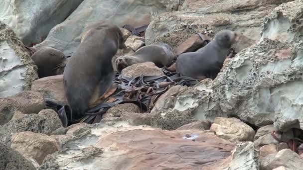 Zeehonden Vechten Nieuw Zeeland — Stockvideo