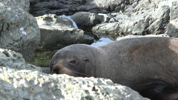Тюлень Спит Новая Зеландия — стоковое видео