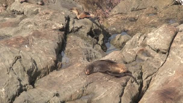 Seal Sleeping New Zealand — Stock Video