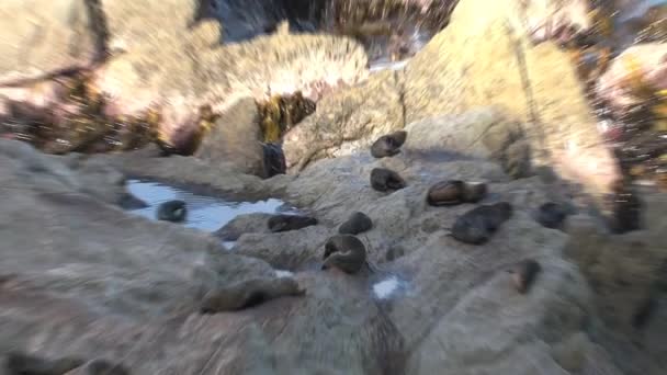 ニュージーランドの岩の上にアザラシ — ストック動画