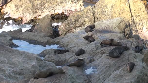 Phoques Sur Les Rochers Nouvelle Zélande — Video