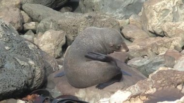 Yeni Zelanda 'da Mühürler