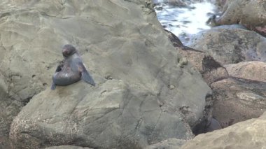 Yeni Zelanda 'da Mühürler