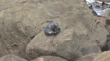 Yeni Zelanda 'da Mühürler