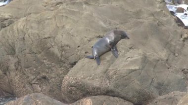 Yeni Zelanda 'da Mühürler