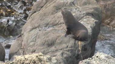 Yeni Zelanda 'da Mühürler