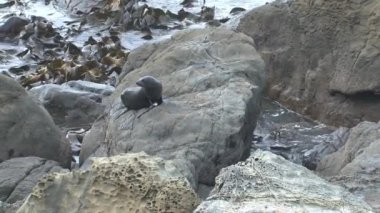 Yeni Zelanda 'da Mühürler