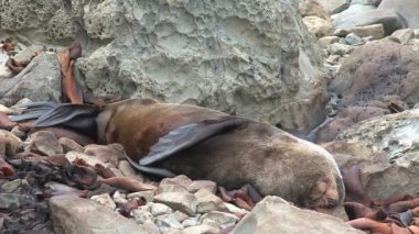 Yeni Zelanda 'da Mühürler