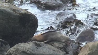 Yeni Zelanda 'da Mühürler