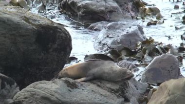 Yeni Zelanda 'da Mühürler