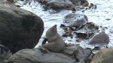 Yeni Zelanda 'da Mühürler