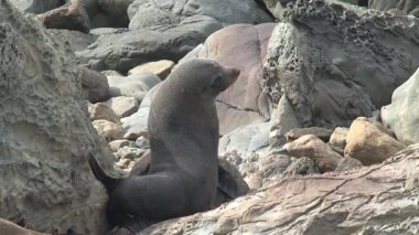 Yeni Zelanda 'da Mühürler