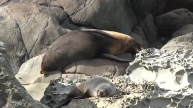 Yeni Zelanda 'da Mühürler