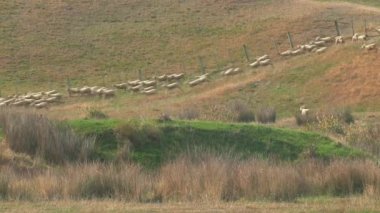 Yeni Zelanda 'daki Catlins' de koyunlar