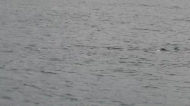 Kiakoura 'da sperm balinası, Güney Adası, Yeni Zelanda