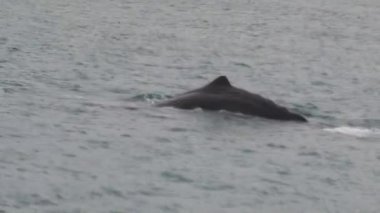 Kiakoura 'da sperm balinası, Güney Adası, Yeni Zelanda