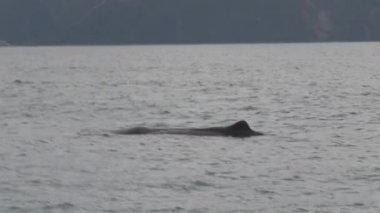 Kiakoura 'da sperm balinası, Güney Adası, Yeni Zelanda