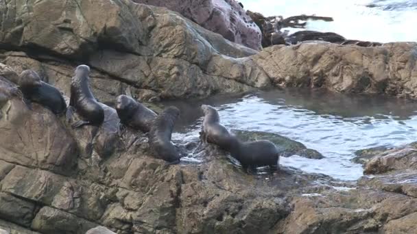 Zeehonden Nieuw Zeeland — Stockvideo