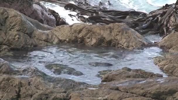 Seals Swimming Playing Rocks — Stock Video