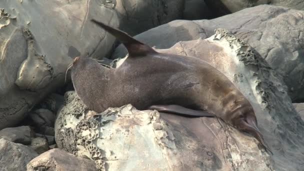 Seal Spí Novém Zélandu — Stock video